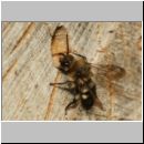 Melecta albifrons - Trauerbiene 01 14mm als Besucher am IH.jpg